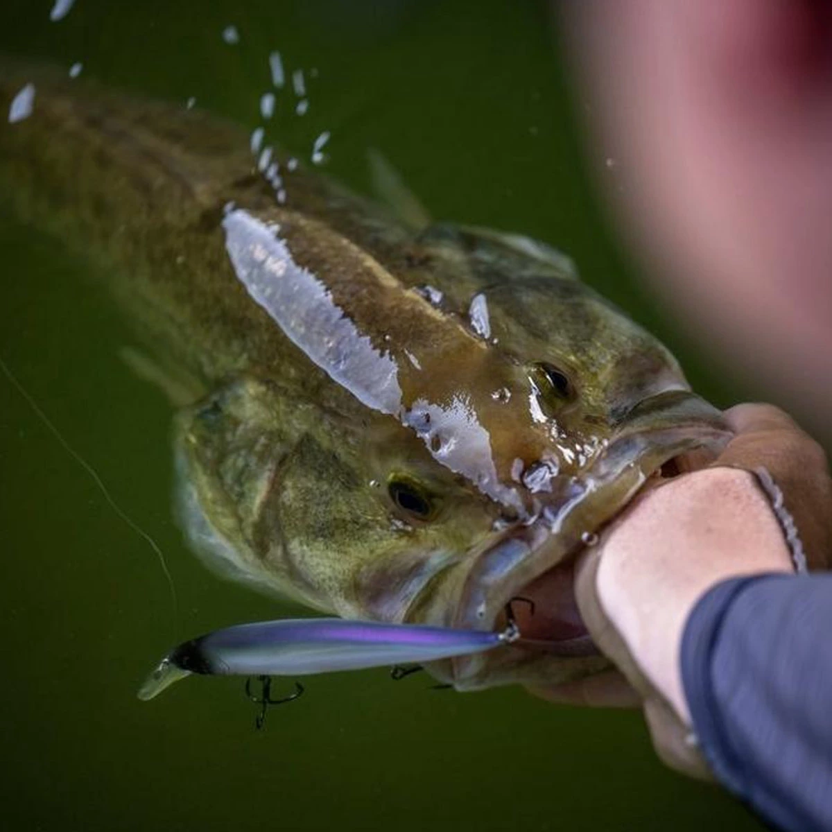 Berkley Dex Stunna 11+1 CM 6 Berkley Dex Stunna 11+1 CM - Afbeelding 4